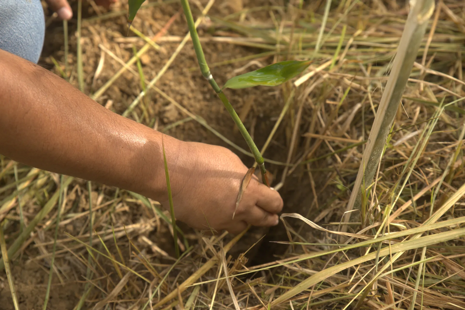 Bamboo for a Better Tomorrow